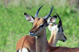 Man Mistakes Co-Hunter For Antelope In Ogun ,  Guns Him Down