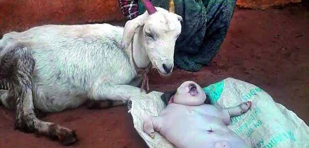 Goat Gives Birth To ‘Half-Goat, Half-Human’ Creature In Kwara…‘Bestiality’ Alleged  