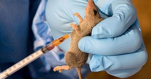 1,068 Lassa Fever Cases Reported In 112 LGs, Victims Mainly Between Ages Of 21 And 30