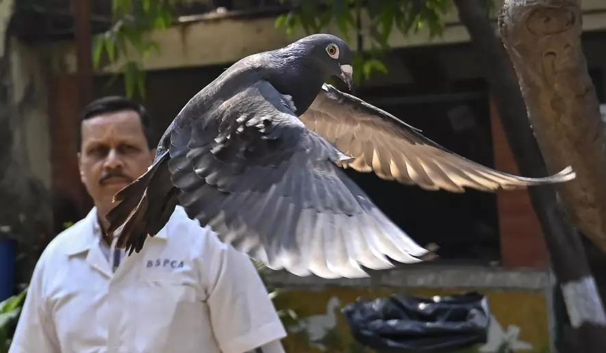 India Finally Releases Pigeon Arrested For Espionage After Being Kept Under Surveillance For 8 Months