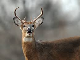 Man Mistakes Co-Hunter For Deer In Ogun, Guns Him Down